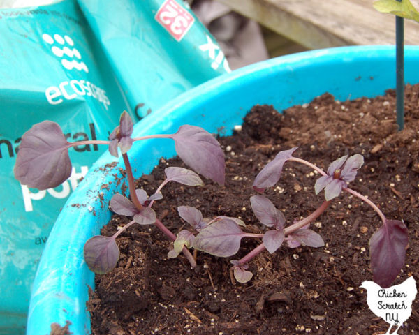 pinched back purple basil in a blue pot