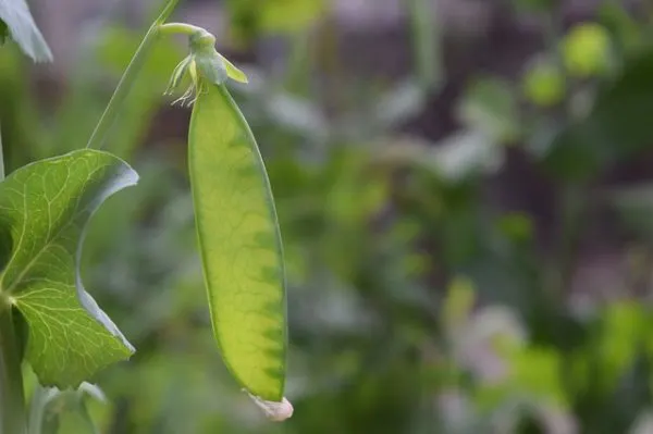 snow pea