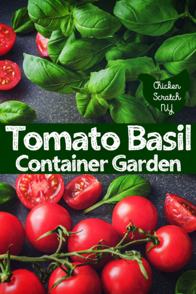 tomatoes and basil plants