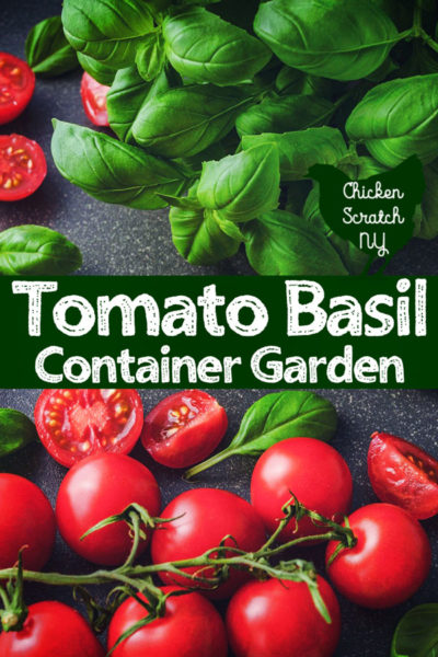 basil tomato container garden