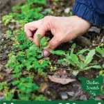 how to weed your garden hand pulling weeds