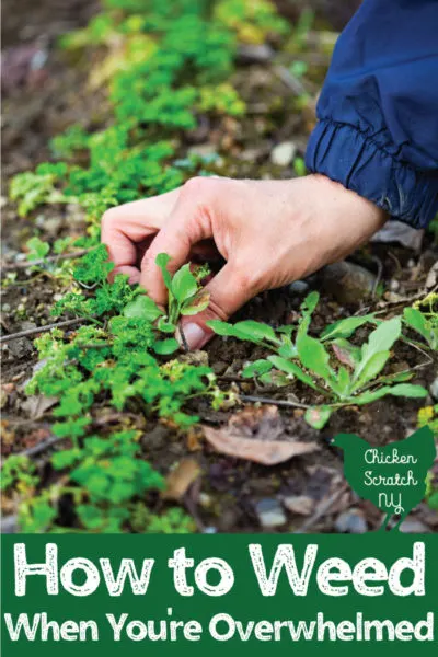 how to weed your garden hand pulling weeds