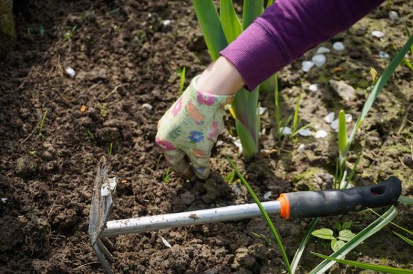 How to Weed Your Garden Without Going Crazy