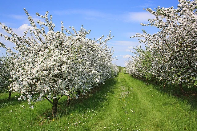 row of blooming apple trees