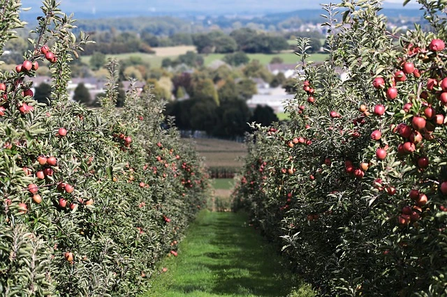 row of apple trees