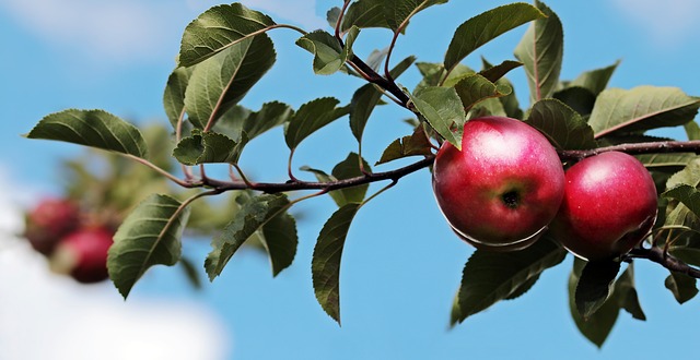 apple tree branch with red apples against a blue sky