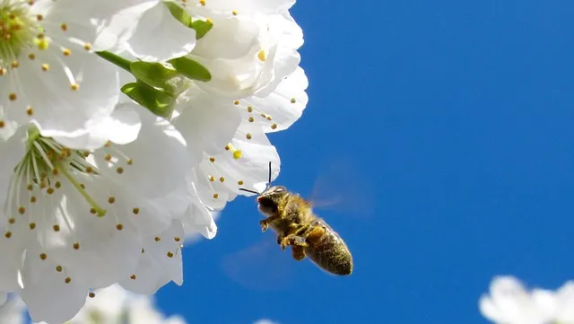 honey bee fling to apple blossom