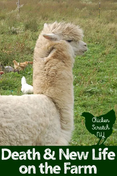 white alpaca in a field