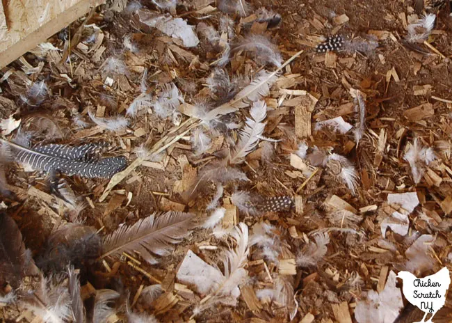 chicken and guinea hen feathers on the ground in a dirt floor chicken coop