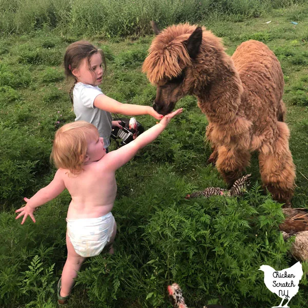 two little girls in a green field feeding a brown alpaca