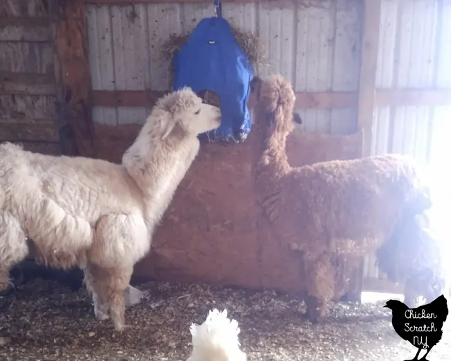 bown alpaca and white alpaca eating hay out of blue hay bag