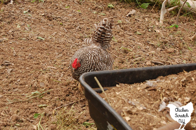 black and white chicken on loose dirt with black wagon filled with chicken poop in the foreground