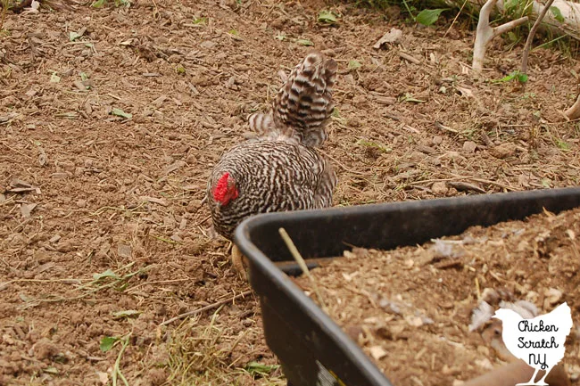 black and white chicken on loose dirt with black wagon filled with chicken poop in the foreground