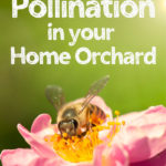 honey bee in an apple blossom with text overlay Pollination in your Home Orchard