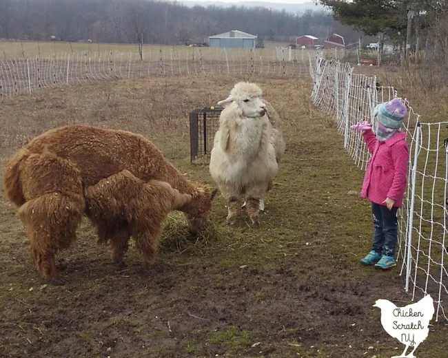 little gorl in pink coat showing borwn alpaca and white alpaca a toy plane