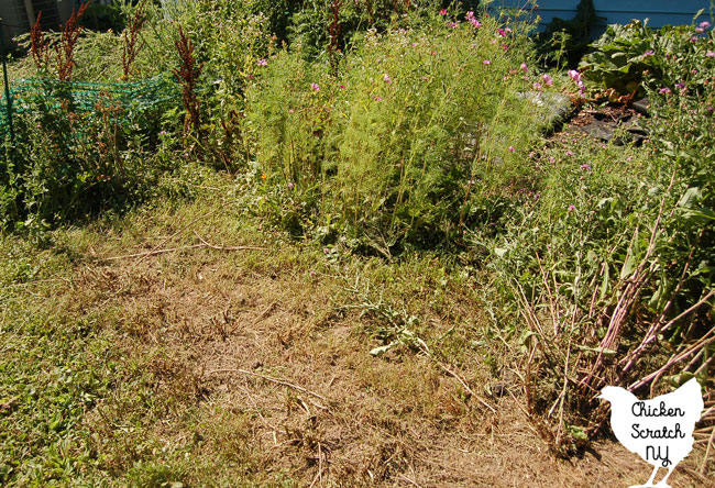 Cama de jardín sobrecrecida con cosmos y malas hierbas no identificables