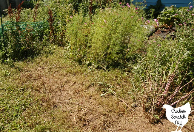 overgrown garden bed with cosmos and unidentifiable weeds