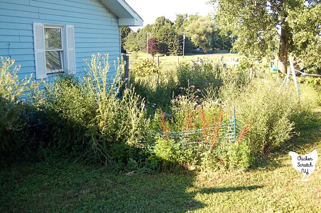 overgrown garden with green plastic temporary fencing strangled by weeds