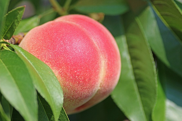 ripe peach in the tree