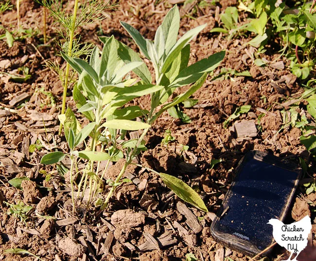 sage plant with dirt around it