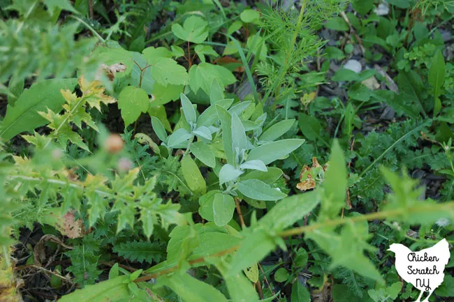 sage plant surrounded by garden weeds