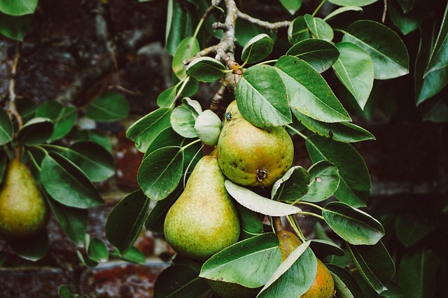 ripe pears on a branch