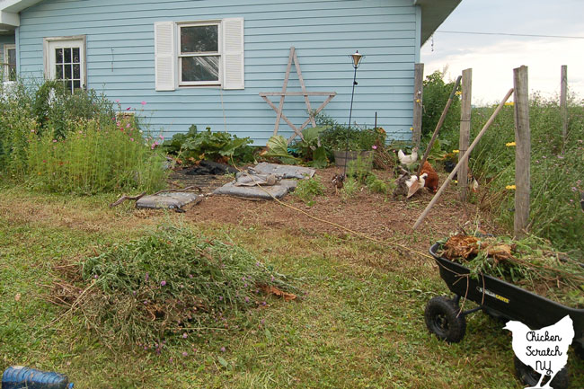 semi cleaned out garden bed with large pile of weeds in the front left and a wagon filled with small weeds and roots in the right front