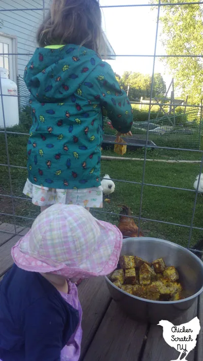 feeding chickens a high protein snack