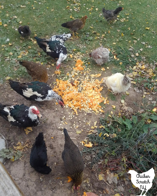 chickens and ducks eating pumpkin guts and seeds