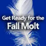 white feather on blue background eith text overlay get ready for the fall molt