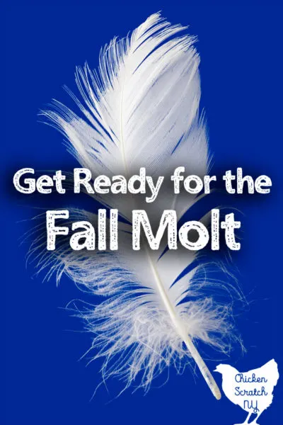 white feather on blue background eith text overlay get ready for the fall molt