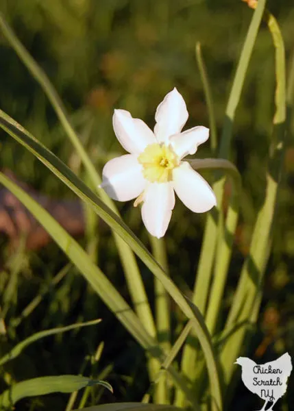 miniature white and yellow daffodil