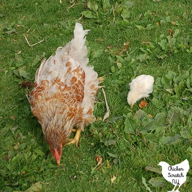 mother hen beginning to molt with a chick