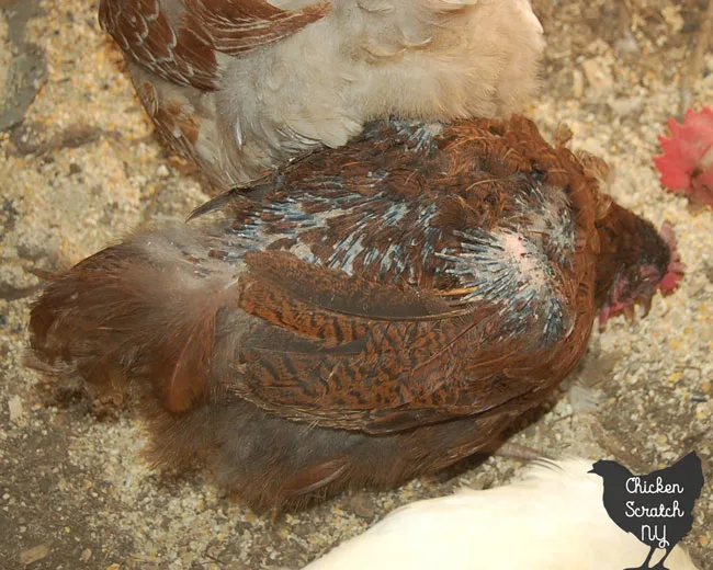 chicken with many pin feathers during a molt