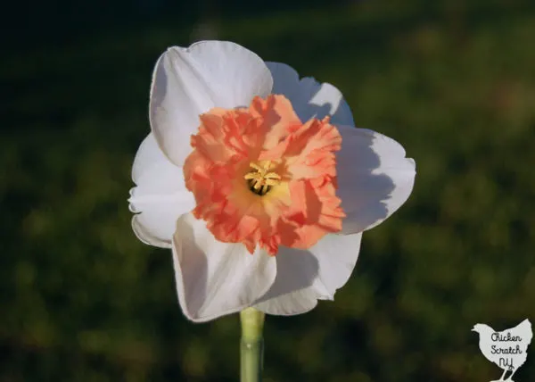 white and pink daffodil