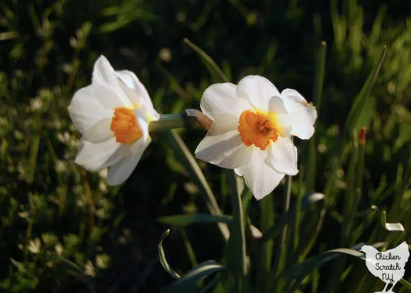 white and yellow-orange small cup daffodils