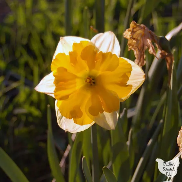 split cup white and yellow daffodil