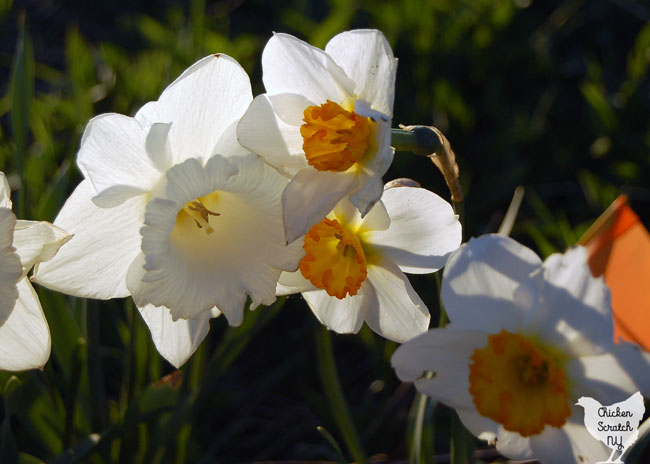 large cup white daffodil with smaller white and orange small cup daffodils