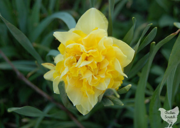 double yellow daffodil