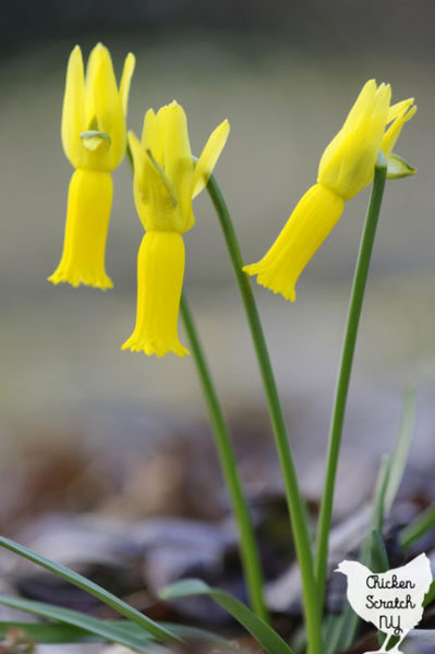 trio of yellow rapture Cyclamineus Daffodils flowers against a blurred grey brown background
