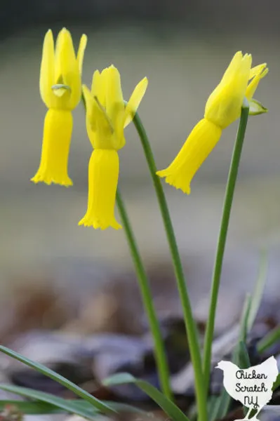 trio of yellow rapture Cyclamineus Daffodils flowers against a blurred grey brown background