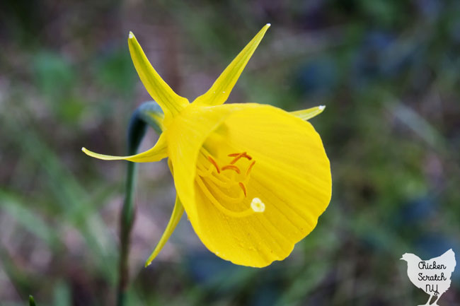 single Narcissus bulbocodium flower against a blurred green backgound