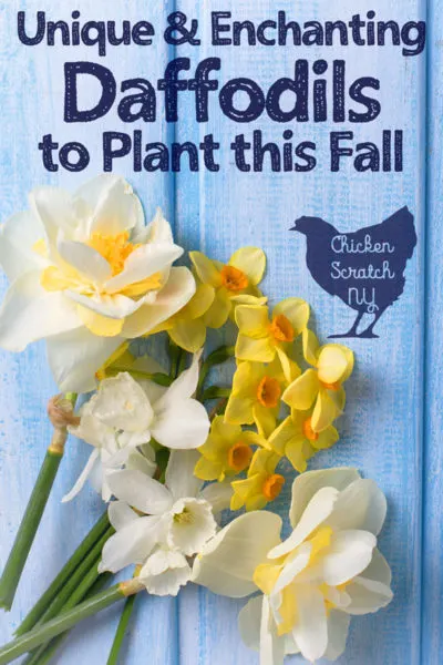 variety of unique daffodils including, white, split cup and miniature against a pale blue background