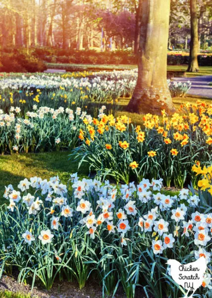 mass planting of daffodils around tree