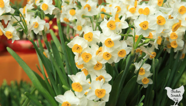 mass of white and yellow multiple flowering daffodils