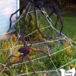 spider web made from clothesline with two large spiders in a late summer garden in front of a blue house
