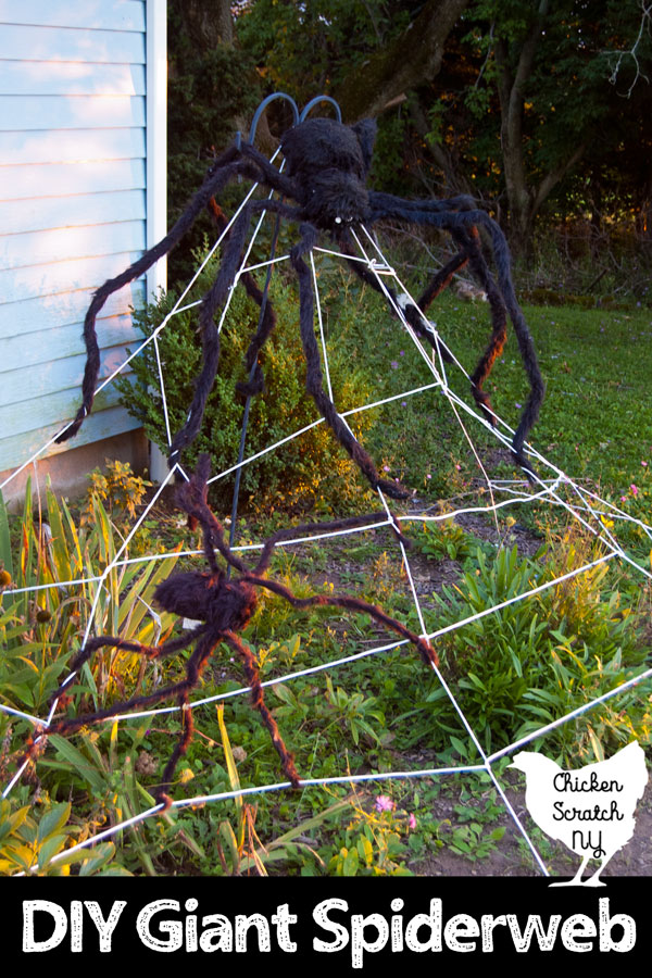 spider web made from clothesline with two large spiders in a late summer garden in front of a blue house