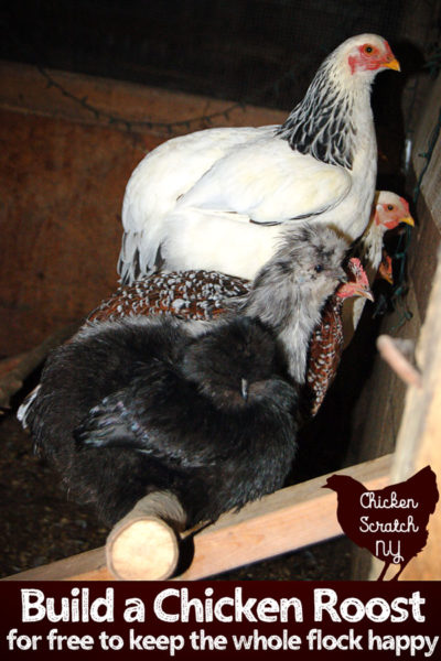 brahma, speckled sussex, black and grey silkie sitting on a homemade roost made from saplings and scrap lumber with text overlay build a chicken roost for free