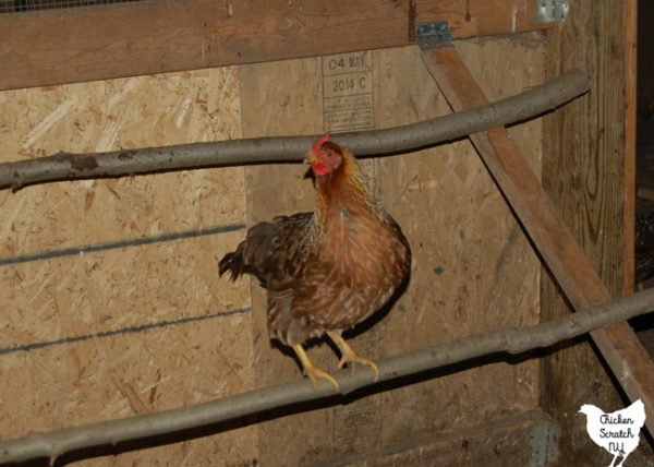 chicken roosting on folding roost made from poplar saplings and scrap lumber