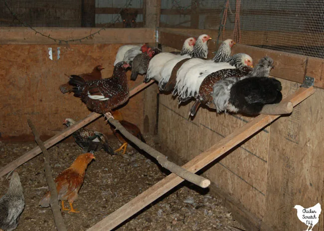 group of chickens on a diy folding roost made from scrap lumber and saplngs